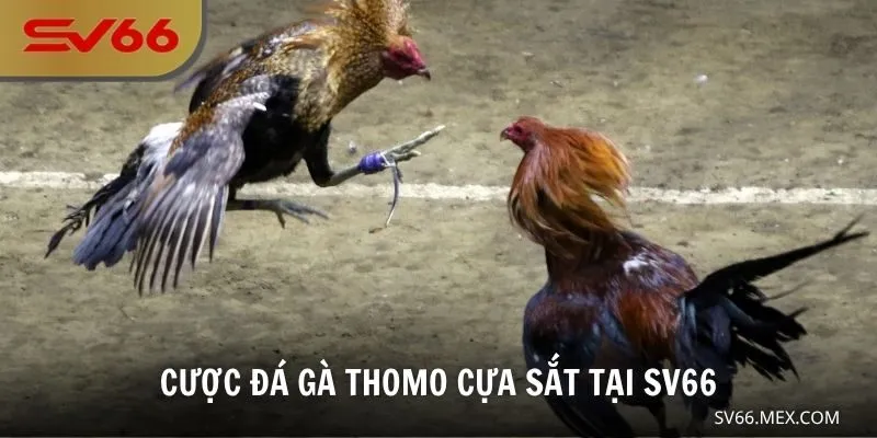Cược đá gà Thomo cựa sắt tại SV66