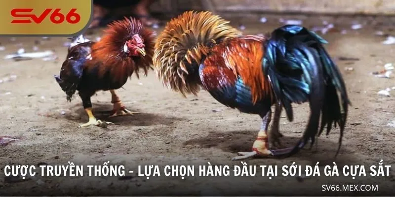 Cược truyền thống - Lựa chọn hàng đầu tại sới đá gà cựa sắt