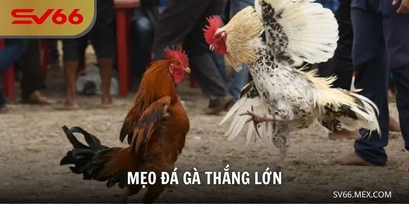 Mẹo Đá Gà Thắng Lớn