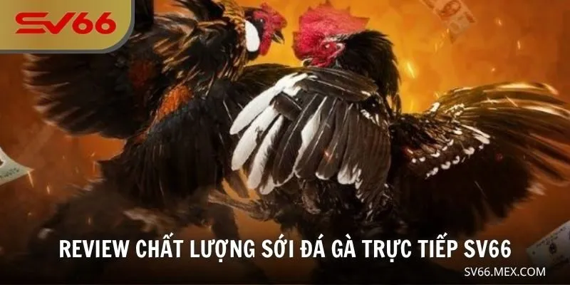 Review chất lượng sới đá gà trực tiếp SV66